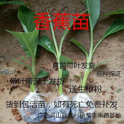 灵山县 香蕉苗，粉蕉苗，红香蕉苗，皇帝蕉苗，中蕉9号香蕉苗