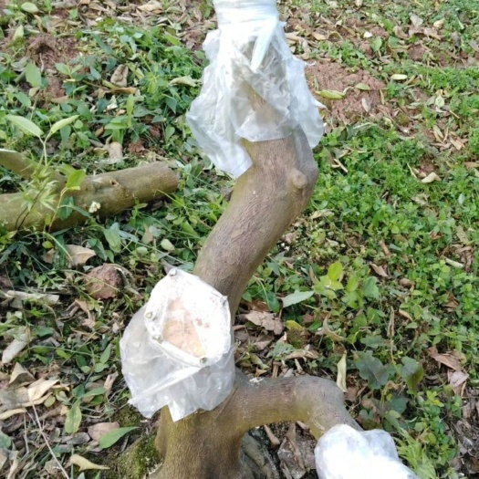 重慶市農(nóng)技人員  專業(yè)從事嫁接已20多年，已擁有50余人的團(tuán)隊，走