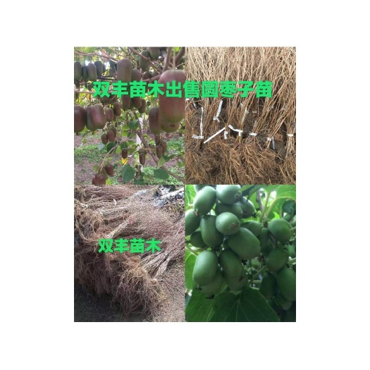 白山软枣猕猴桃苗  软枣子苗。秋季苗木预定。需要的联系。