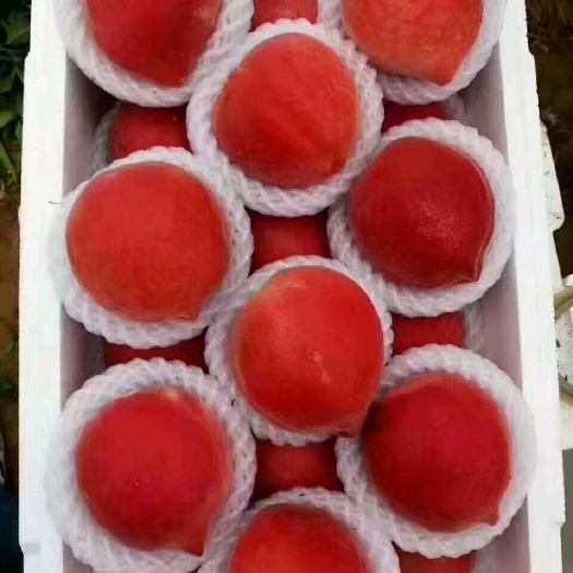 蒙阴县 黄蜜桃蒙阴水蜜桃红油桃黄蟠桃黄毛桃黄油桃