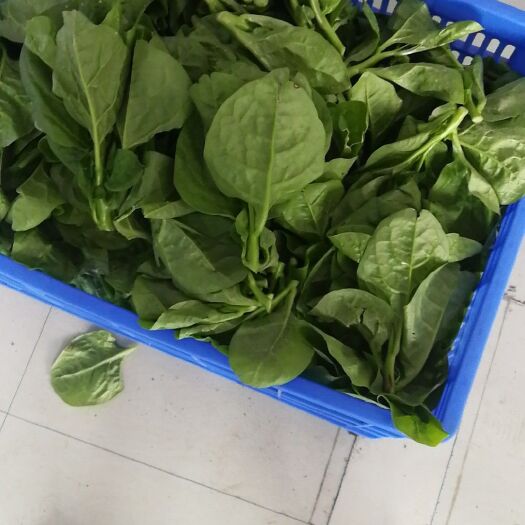尤溪县 小白菜，上海青，木耳菜，茄子，空心菜