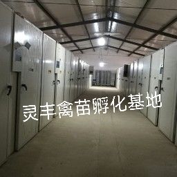 (10只起发）3-5两脱温杂交斗鸡苗，改良斗鸡苗 包运输成活