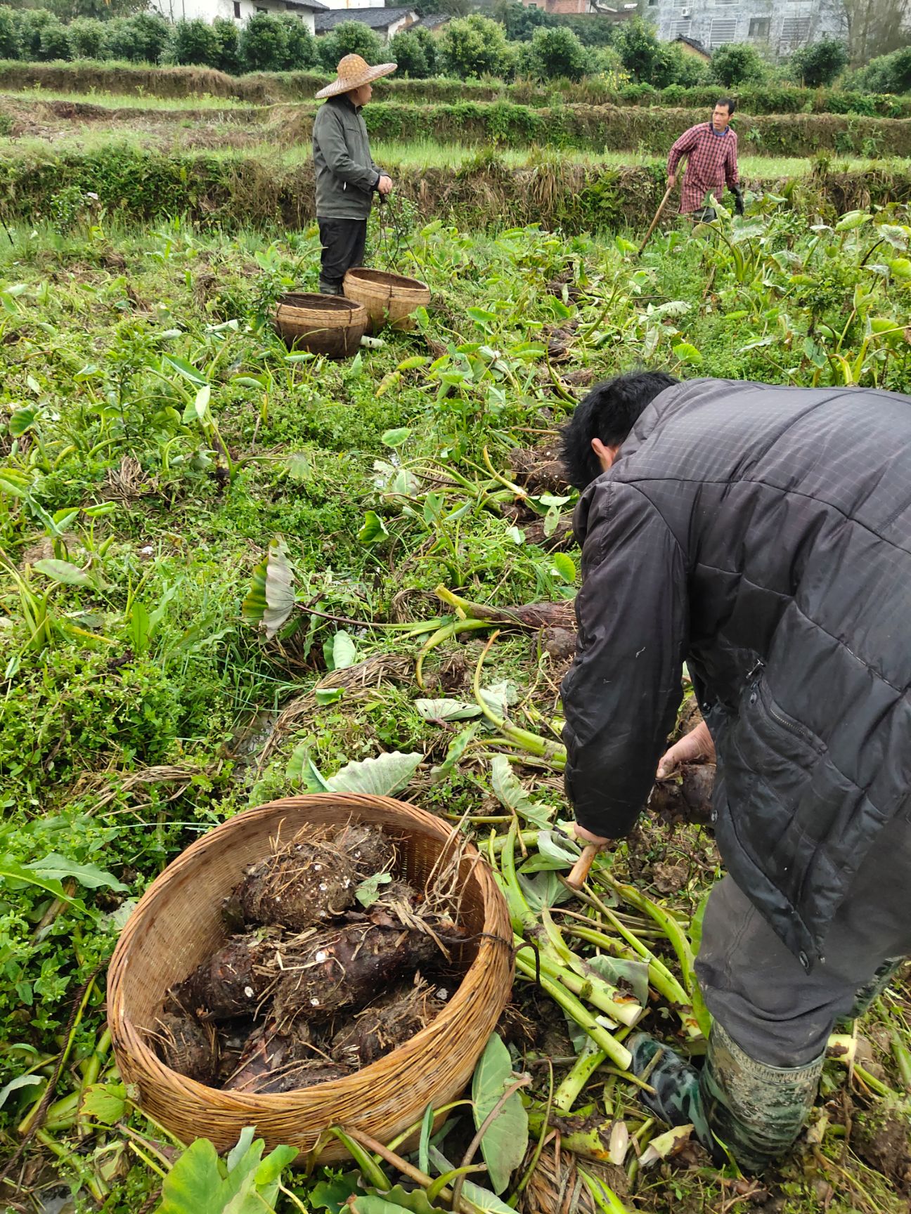 荔浦芋头 香芋 大量批发 荔浦发货