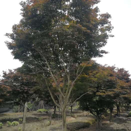 成都中国红枫 18-25cm红枫