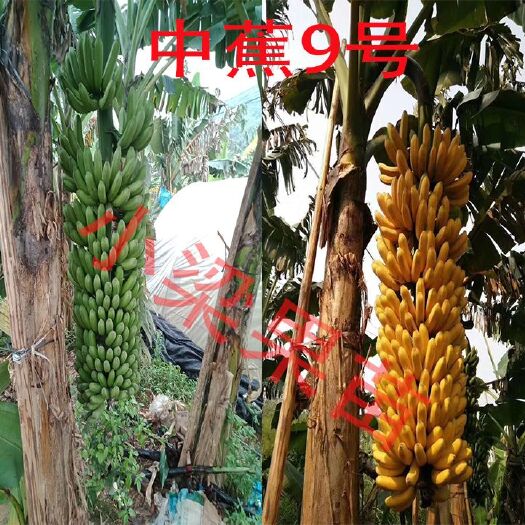 灵山县 香蕉苗粉蕉苗