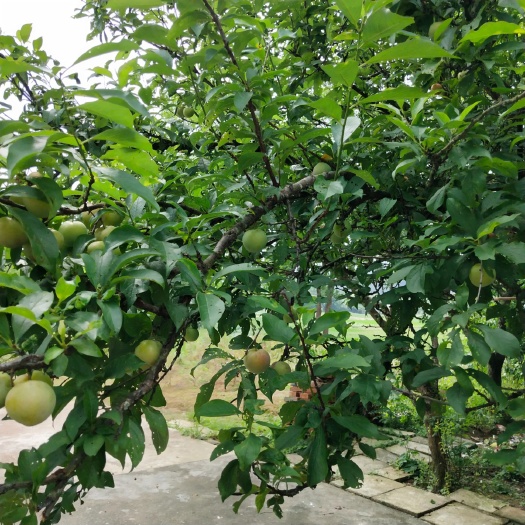 瑞金市 家里有大量的李子，需要的请联系我哈