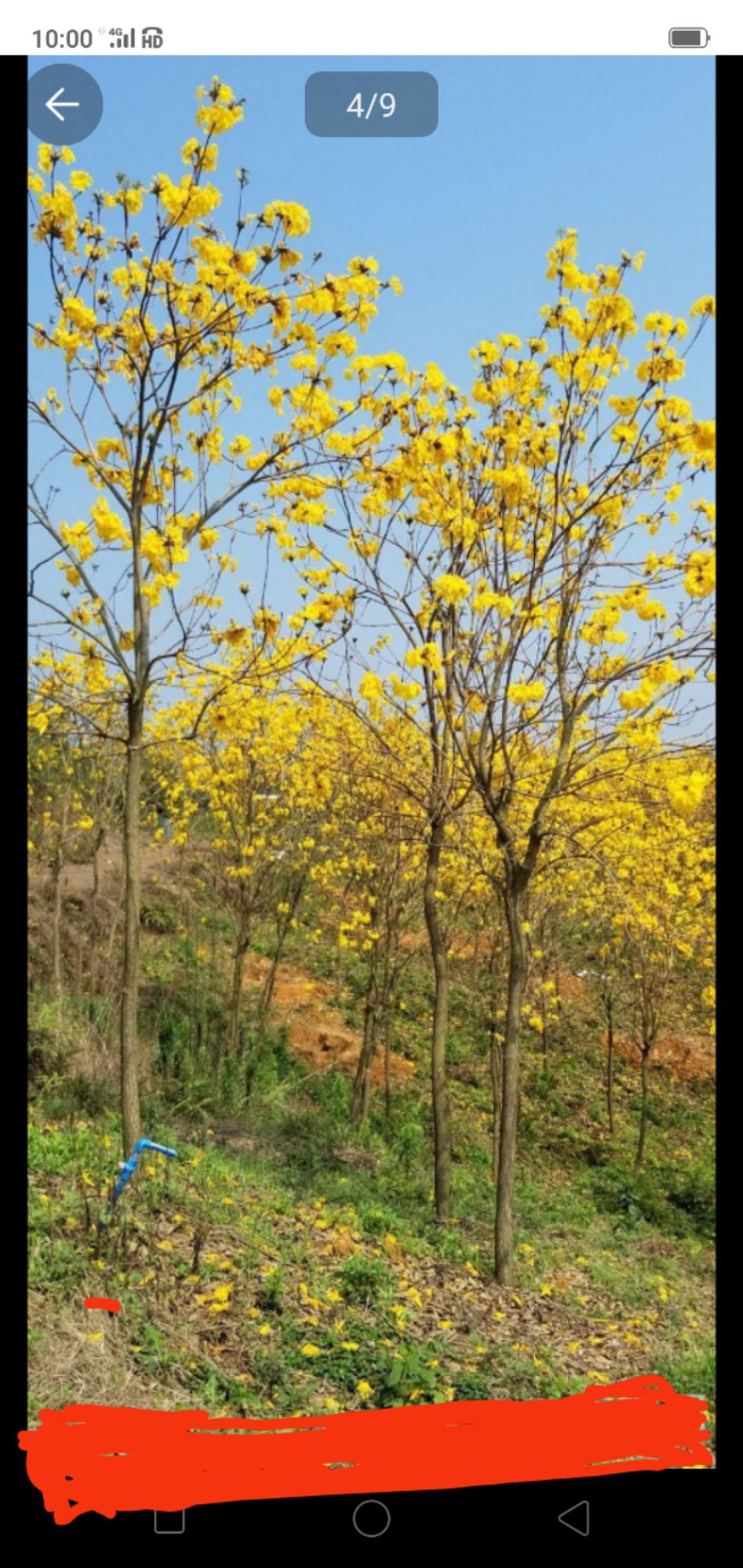 德庆县黄花风铃木种子 黄花风玲种子，今年新采，发芽高！