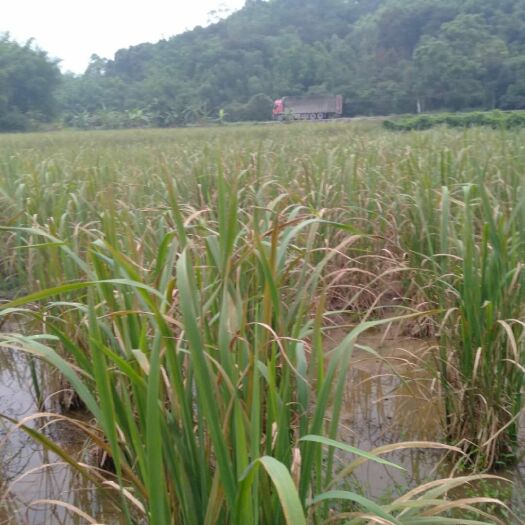 浦北县茭白种苗 买五百送一百株买五千送二千株买五万送一万株