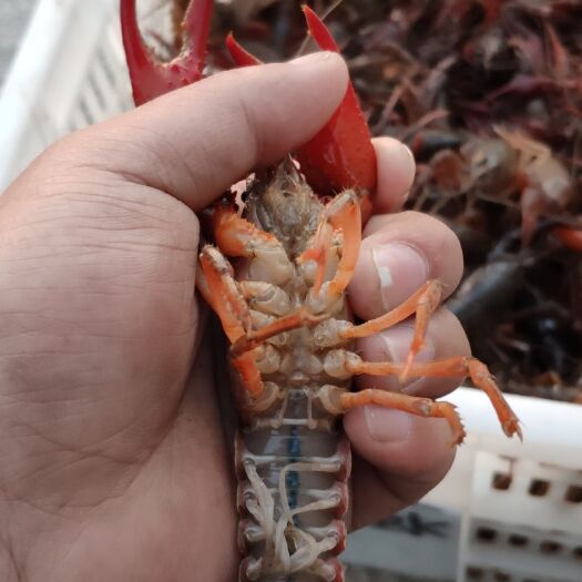 潜江市潜江小龙虾 大青带炮头