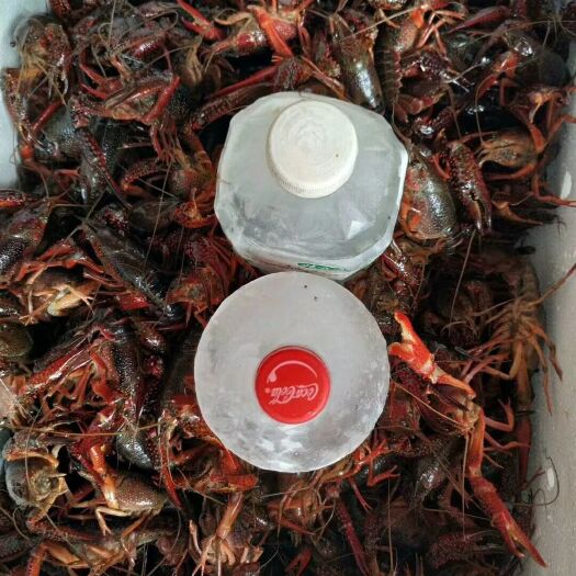 潜江市 规格够硬    生猛小龙虾！价格实在欢迎来电咨询