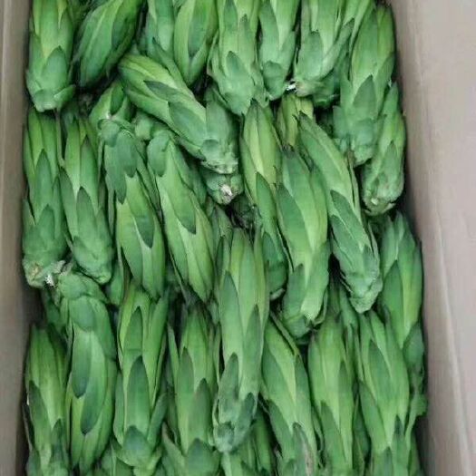 南宁 火龙果花