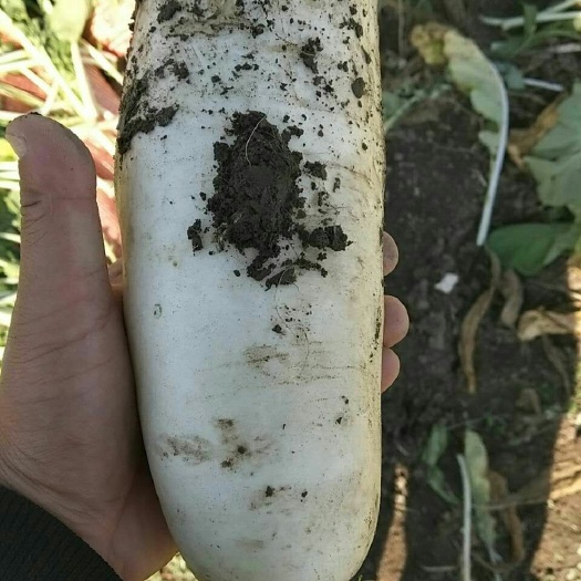 菏澤白蘿卜  大白蘿卜  綠蘿卜，