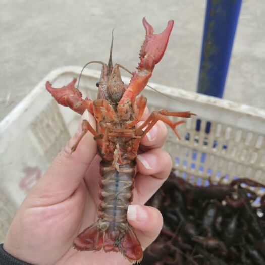 潜江市清水小龙虾 两虾