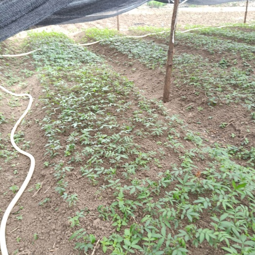 贞丰县，“伦发”顶坛花椒苗