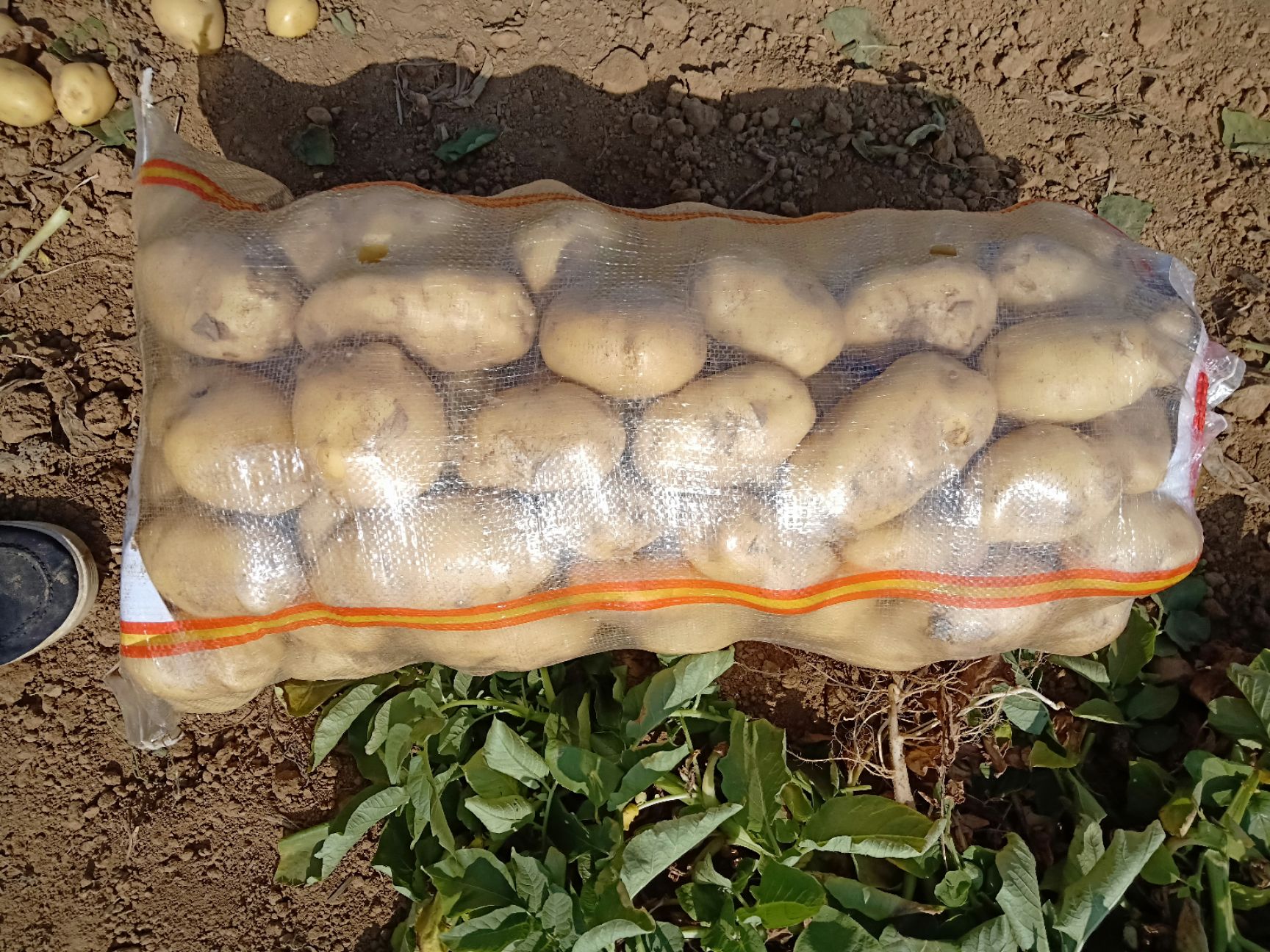 新土豆大量上市，颜色亮，薯形好。