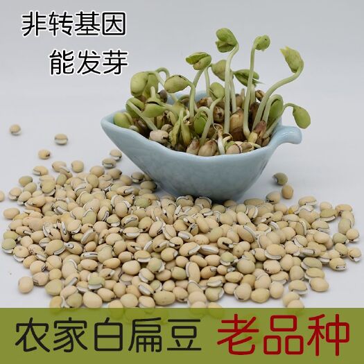 白扁豆 批发云南老品种白扁豆 非转基因 有黑点 山地种植
