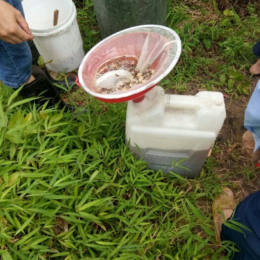博白县黑蜂蜂蜜 塑料瓶装 1年 95%以上