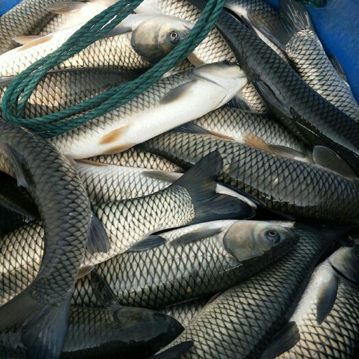都昌县供应小草鱼3斤以上，大量待售，不送货。