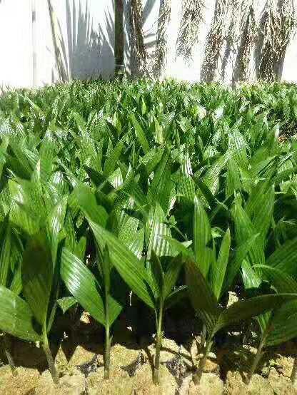 三亚槟榔种子 海南槟榔苗，大量提供