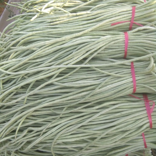 莘县长豆角大量上市中