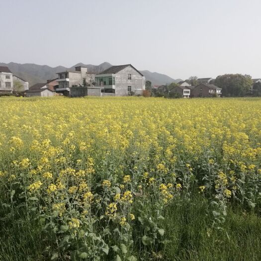 攸县自榨纯菜籽油 株洲市扶贫项目油菜籽压榨油天然