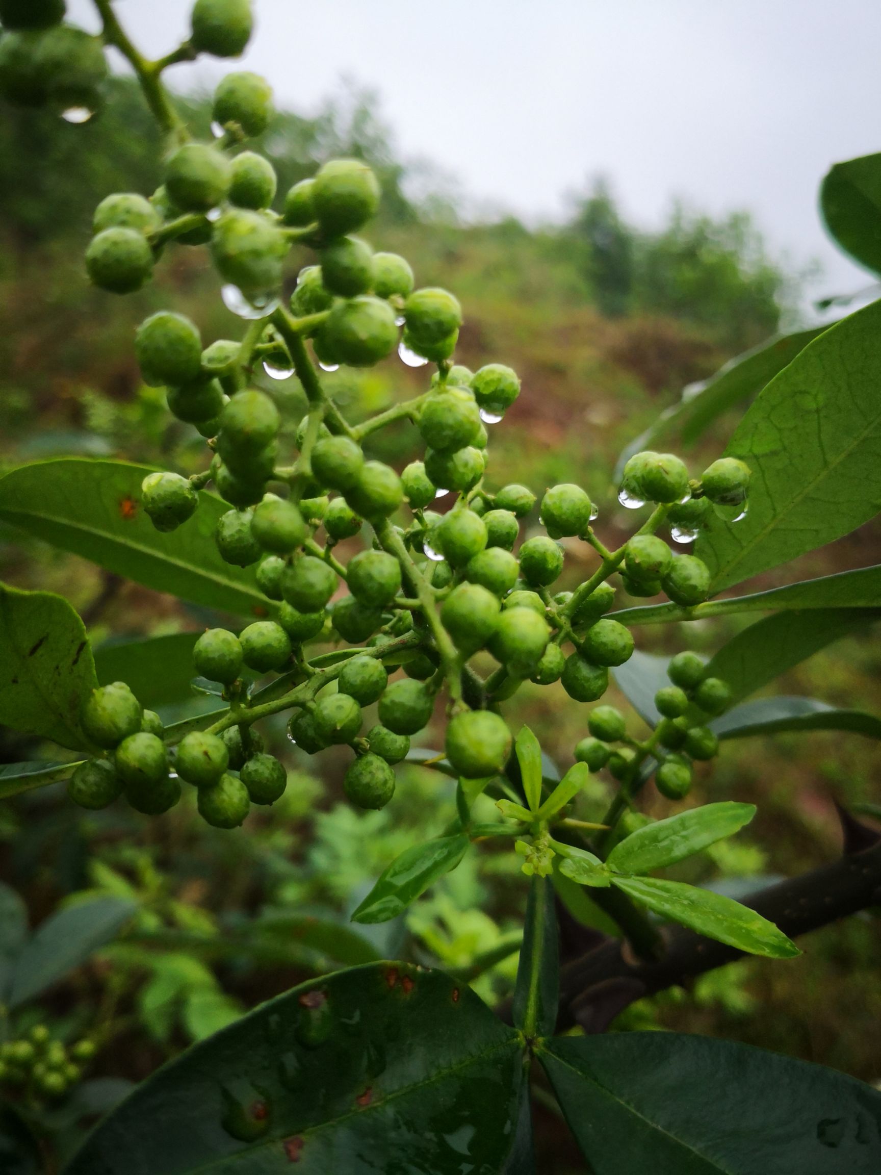 九叶青鲜花椒供应,量大从优.