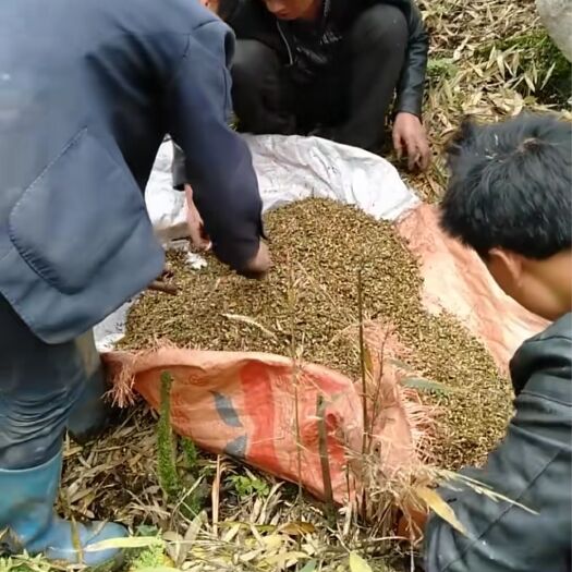峨边县春笋 鲜笋
