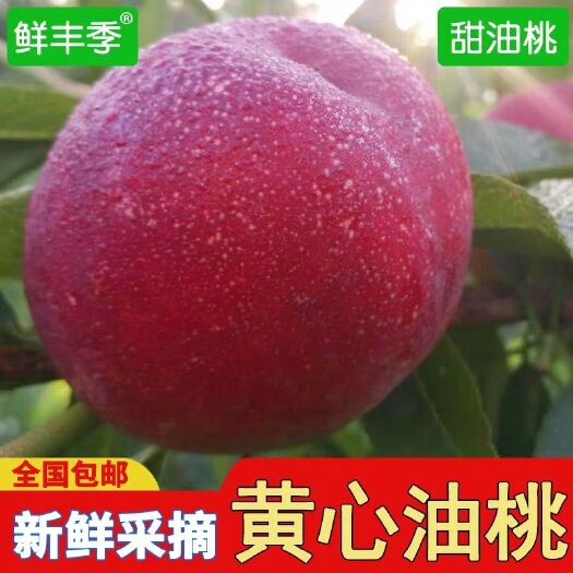 砀山县金果梨 油桃黄肉
