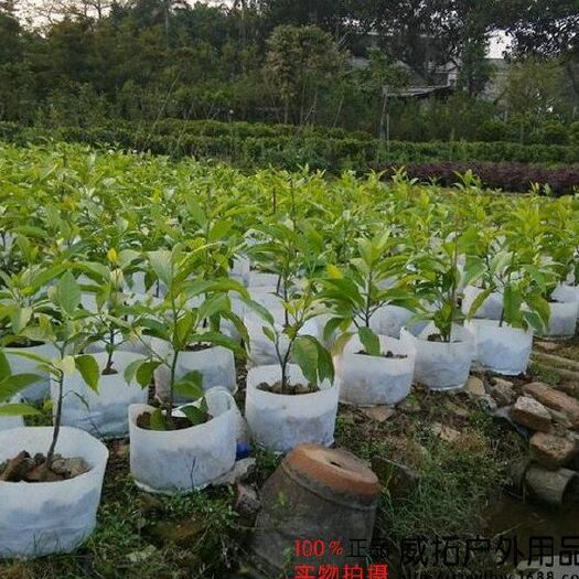 浏阳市双耳30*25（50只）无纺布植树袋美植袋育苗袋营养袋