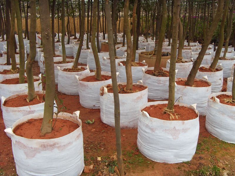 双耳50*40无纺布植树袋（20只）种植袋/植树袋/美植袋