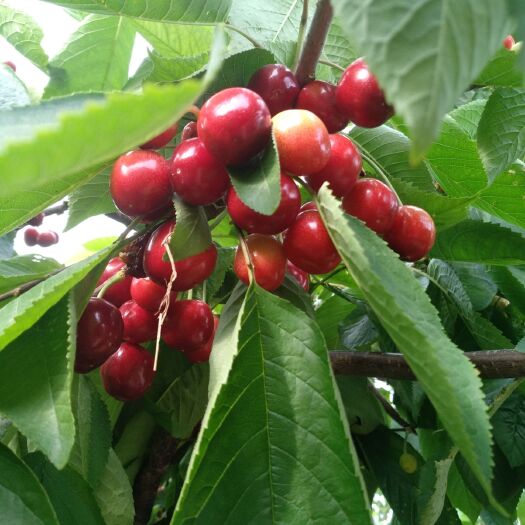 烟台意大利早红樱桃 意大利枣红🍒 现摘先发货，新鲜果😻  酸甜浓郁，口感好！