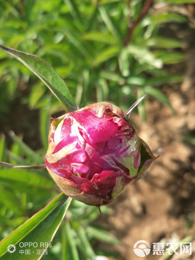  甘肃芍药，临洮芍药，甘肃临洮芍药