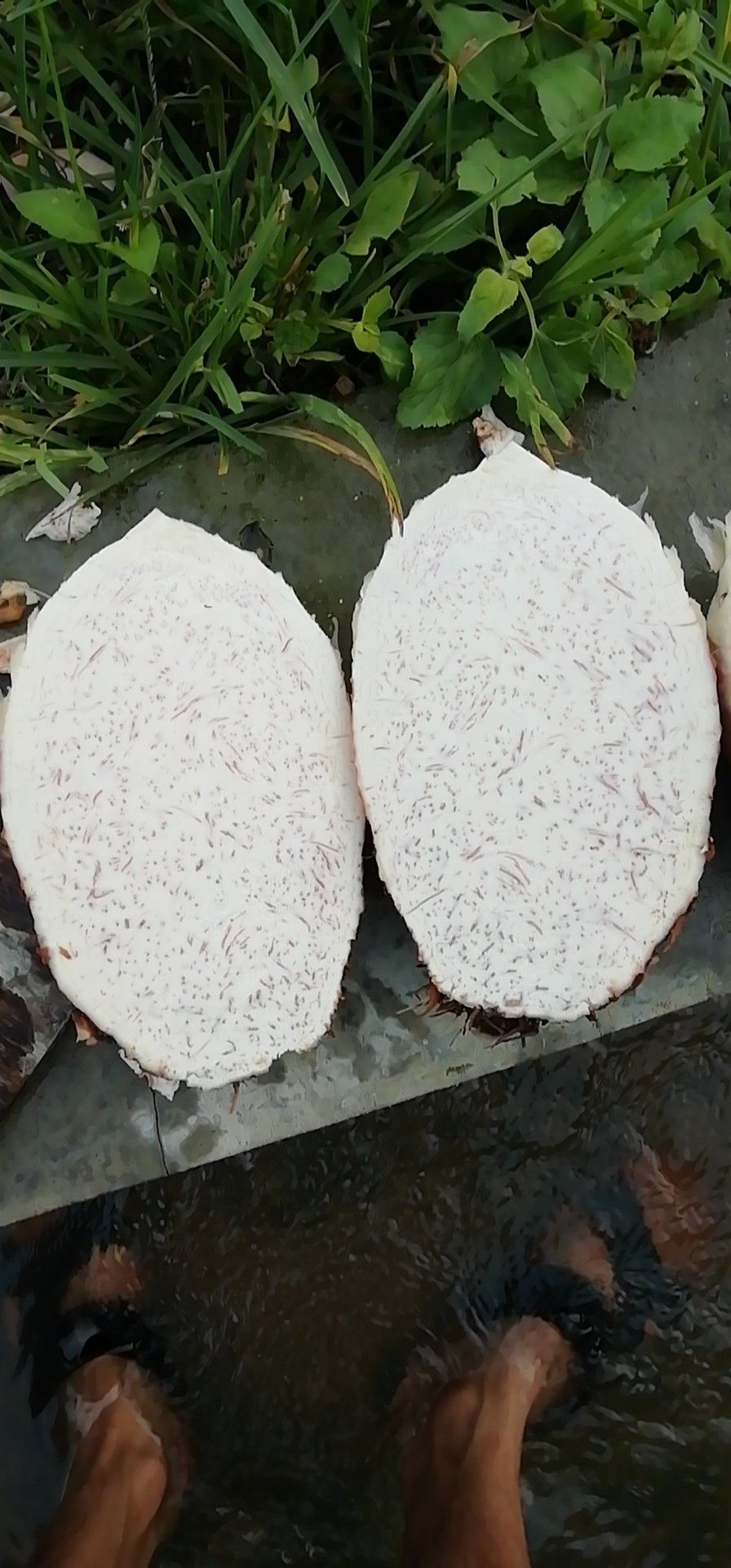 香芋 4cm以上