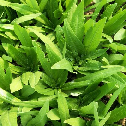 曹县 精品大棚油麦菜