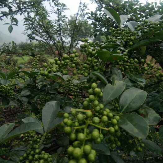 重庆市 重庆江津    干花椒