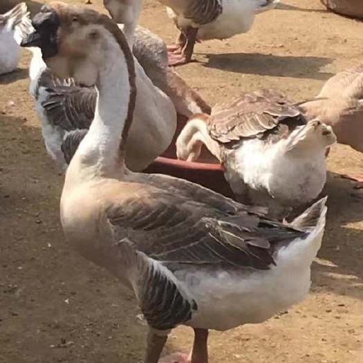 广州狮头鹅苗 狮头鹅，正宗大种狮鹅，质量可靠，疫苗接种，厂家直销