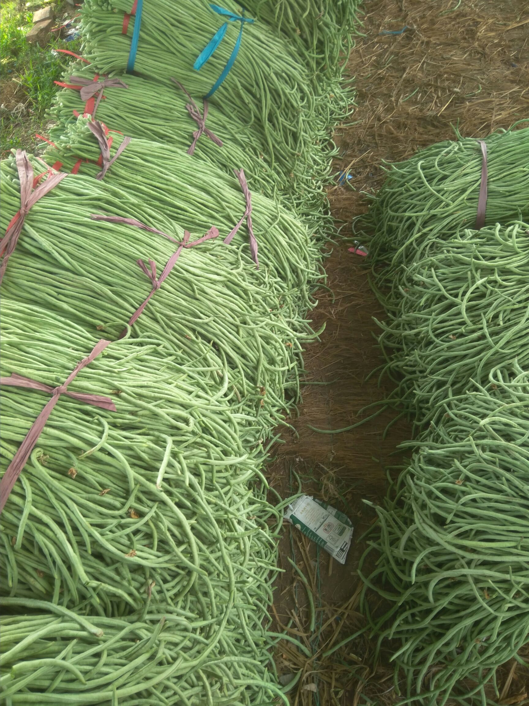 王中王豆角 70cm以上