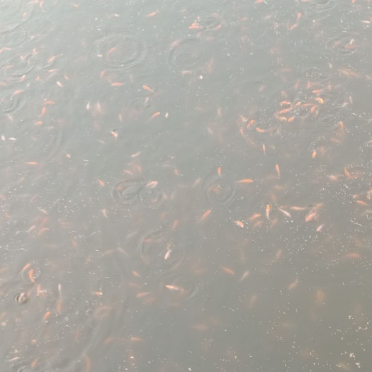 重庆市锦鲤鱼苗 锦鲤，