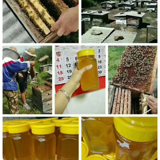 珠海椴树蜜 天然椴树花蜜