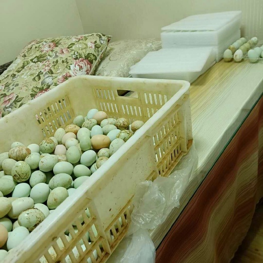 蓬溪县绿壳鸡蛋 食用 箱装
