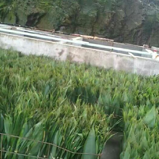 休宁县 鲜粽叶，天然生长，端午必备，