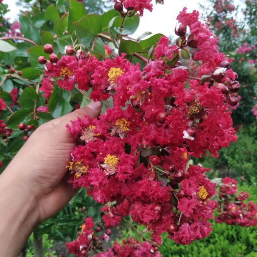 沭阳县 红花紫薇树桩自己家的价格美丽