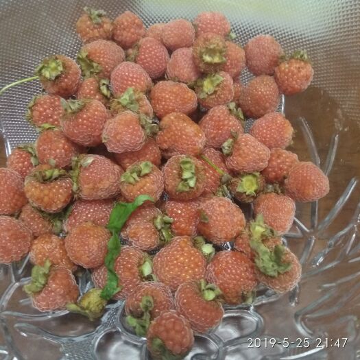 宁海县覆盆子