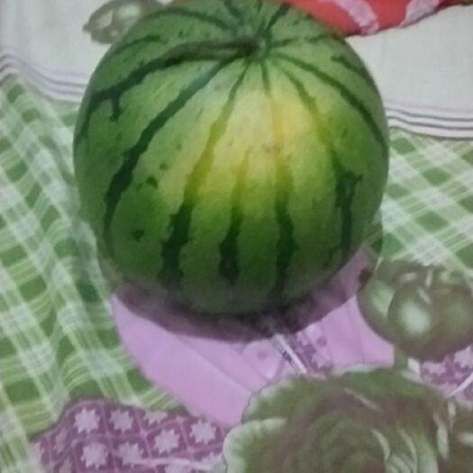 聊城冠龙西瓜 华欣3精品，又大又甜