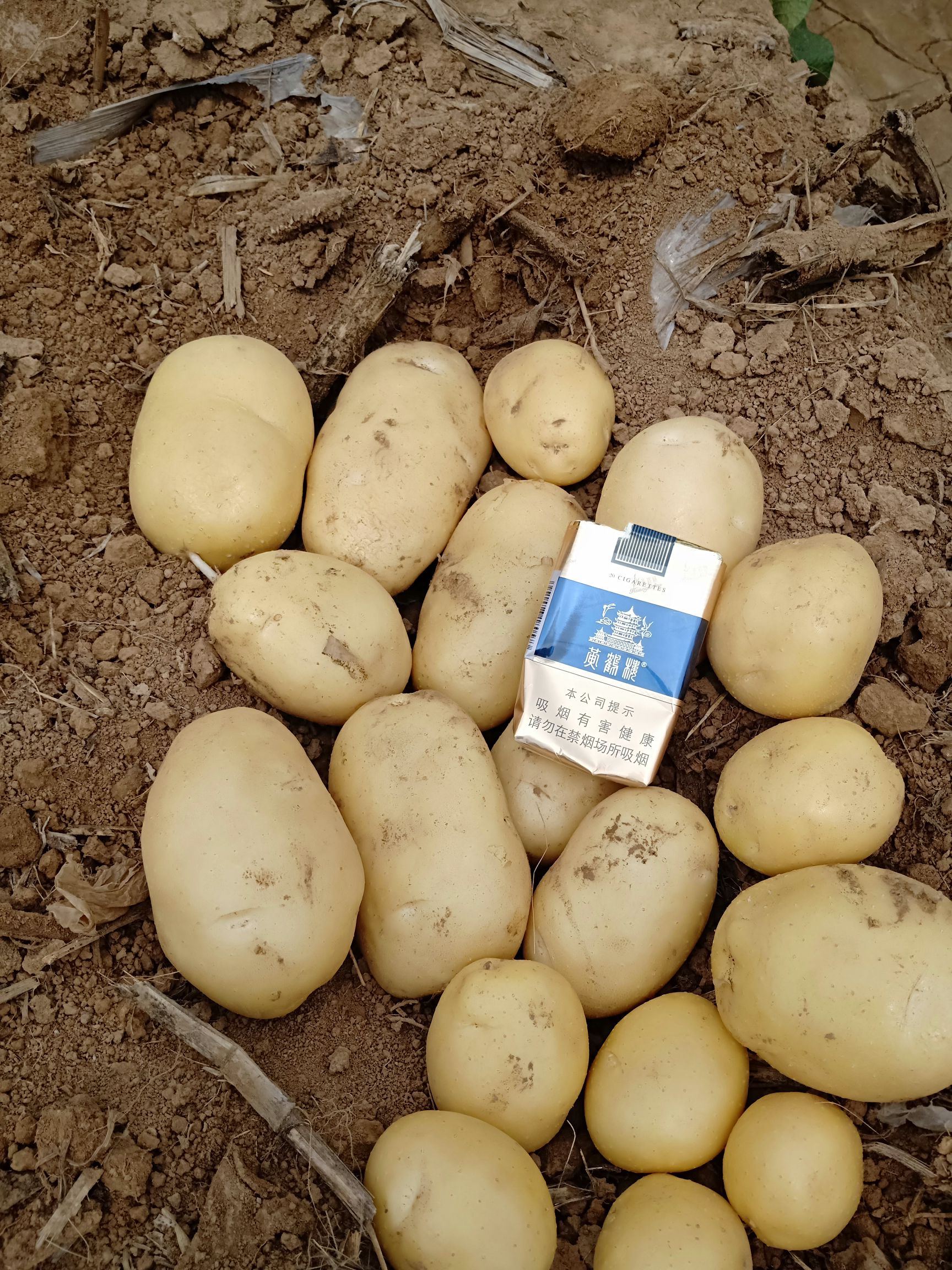 新土豆大量上市，颜色亮，薯形好。