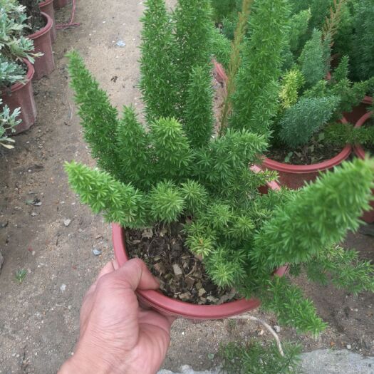 广州狐尾武竹 狐尾天门冬九尾狐网红绿化植物