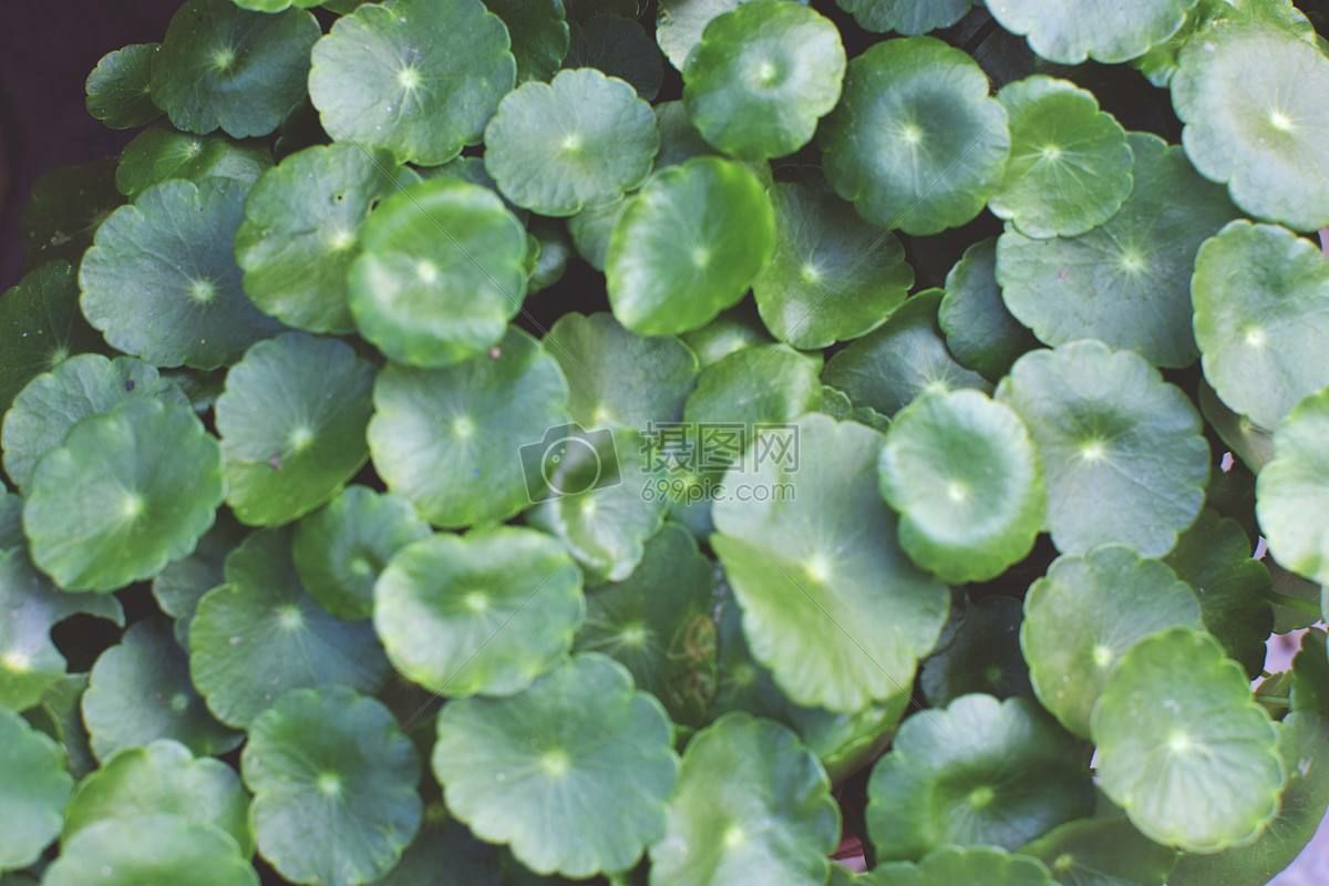沭阳县铜钱草水培植物办公室桌面盆栽花卉室内水养绿植庭院绿植吊兰盆栽