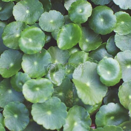 沭阳县铜钱草水培植物办公室桌面盆栽花卉室内水养绿植庭院绿植吊兰盆栽