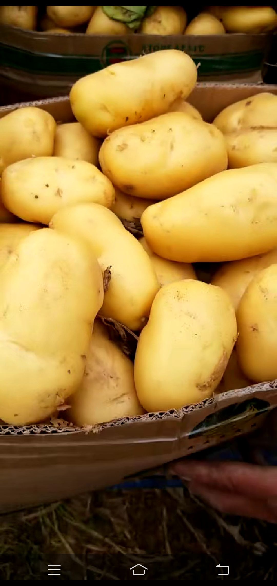 土豆种类 品种图片