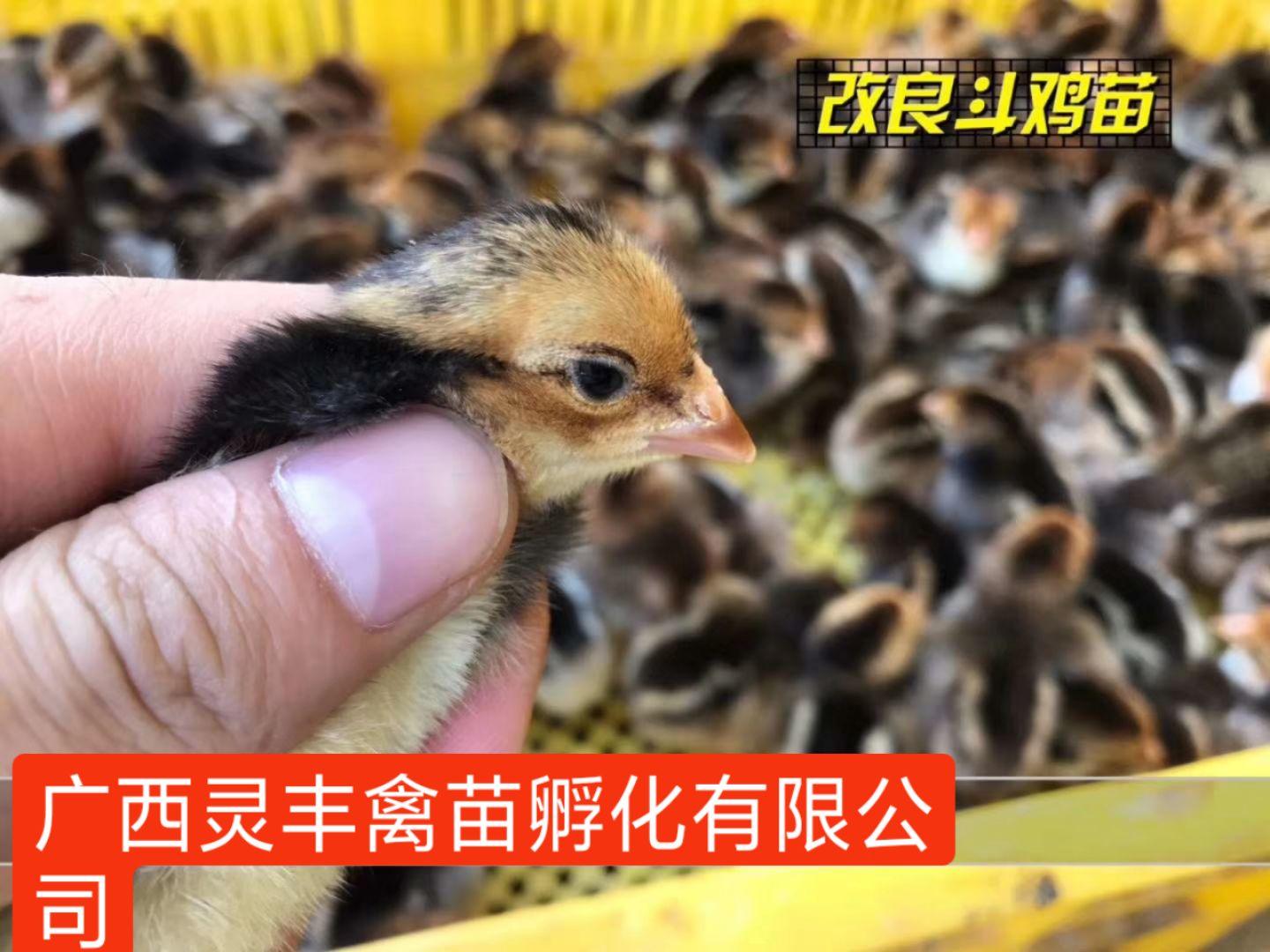 (10只起发）3-5两脱温杂交斗鸡苗，改良斗鸡苗 包运输成活